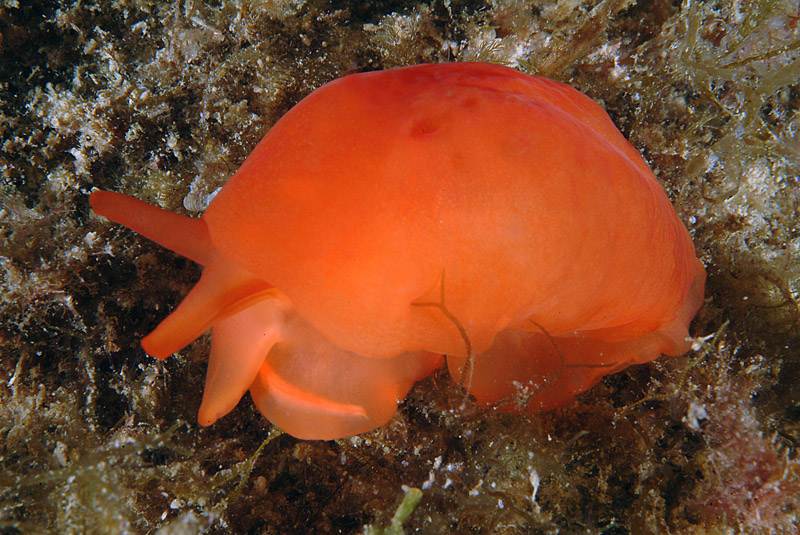 Berthella aurantiaca